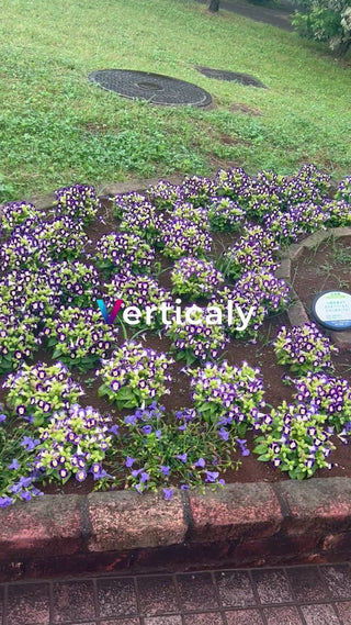 紫の花咲く庭園