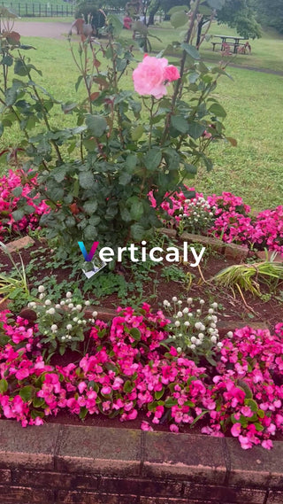 ピンクの花咲く庭、穏やかな午後