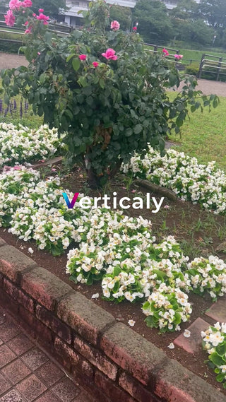 花咲く庭園、春の風景