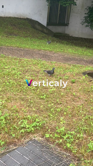 公園で佇む鳩の姿