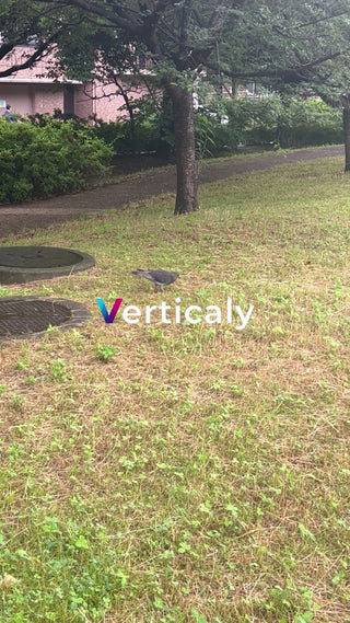 公園で佇む鳥、穏やかな時間