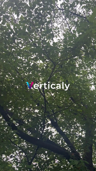 木漏れ日の風景