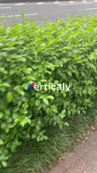 緑豊かな生垣、都会の風景