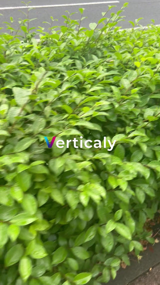 緑豊かな葉、爽やかな景色