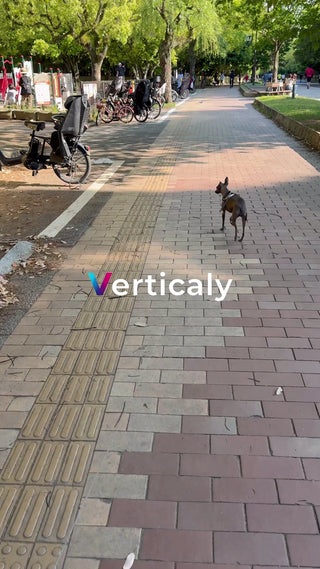 公園散歩、犬と休日