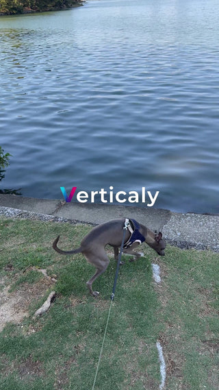 犬と水辺の散歩、穏やかな時間