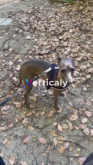 愛犬と公園をお散歩