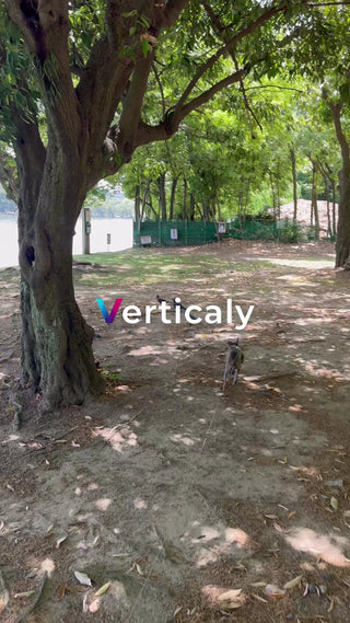 公園で遊ぶ犬、穏やかな午後