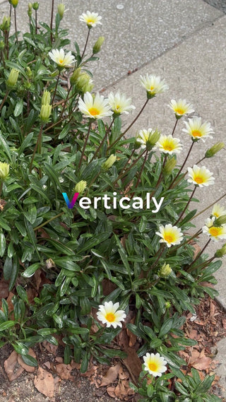 白い花咲くガーデン