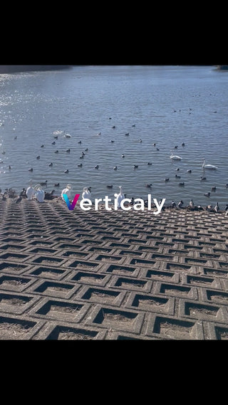 水辺の風景、鴨と白鳥