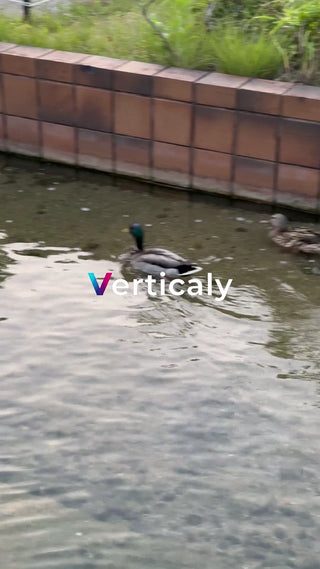 水面を泳ぐマガモ