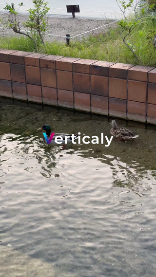 水面に佇む鴨の姿