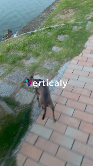 犬と散歩、レンガ道