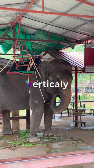 象に乗って観光を楽しもう