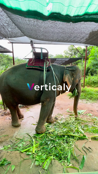 象に乗って草を食べる