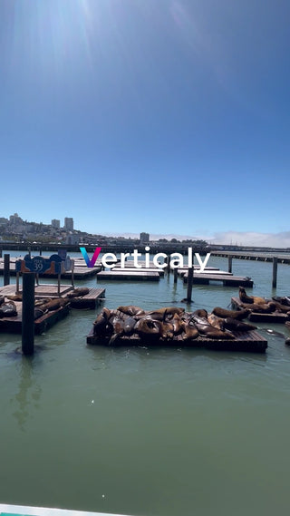 海辺でくつろぐアシカたち