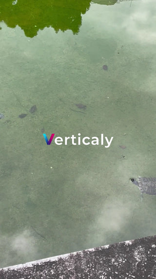 水面に浮かぶ亀たち