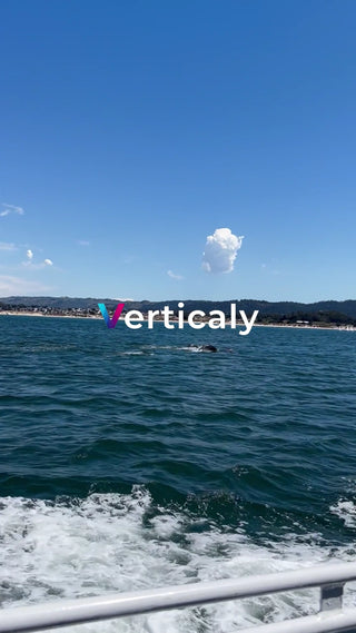 海でイルカと戯れる