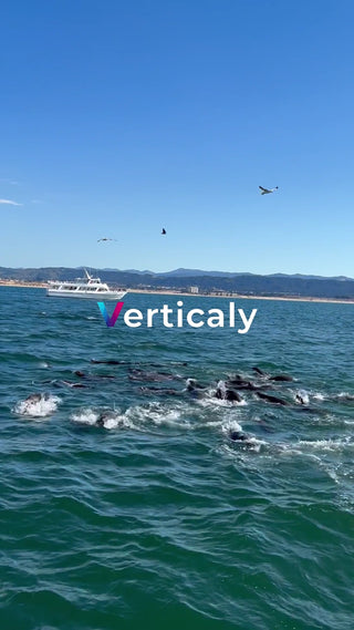 海に集まるアシカの群れ