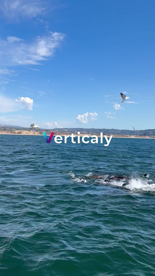 海と鳥、爽やかな風景