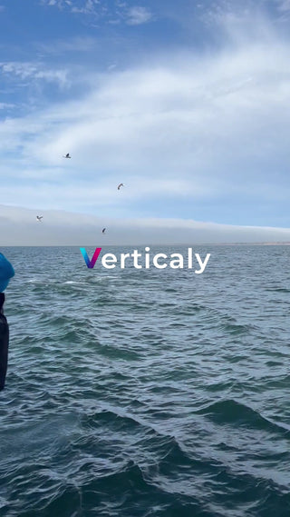 海と鳥、穏やかな風景