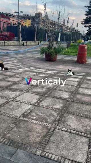 都会の公園、猫の休息