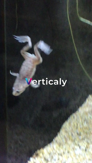 水槽の中で泳ぐアフリカツメガエル