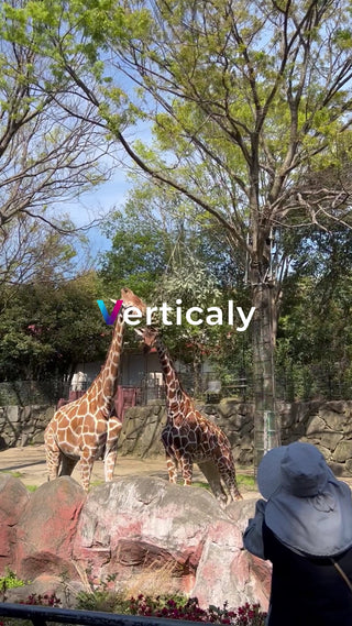 動物園のキリン、触れ合い