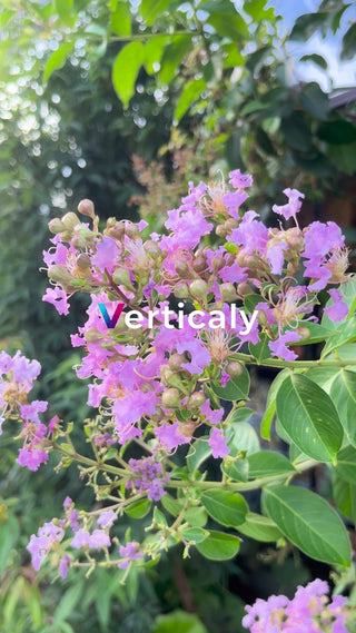 紫色の花、咲き誇る