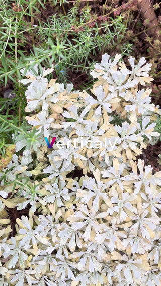銀色の葉、植物の群生