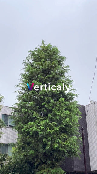 雨上がりの大きな木