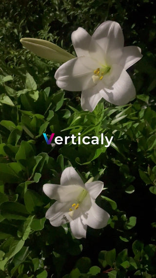 白百合の花、清らかに咲く