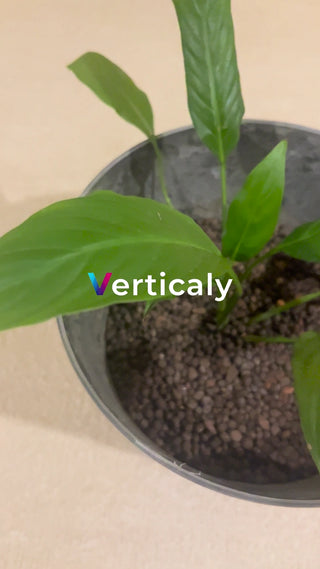 観葉植物のある空間