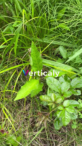 新緑の葉、雨露輝く