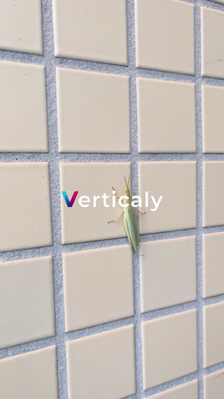 緑色のバッタ、タイル壁に