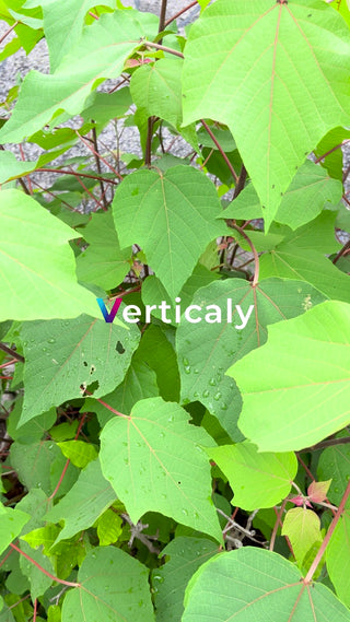 新緑の葉、生命力感じる