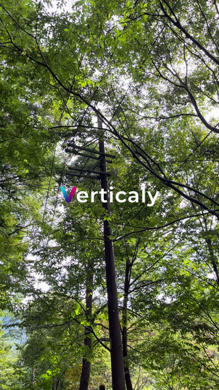 木漏れ日、電柱と緑