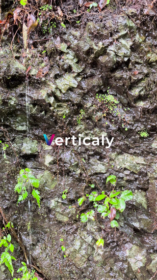 雨降る岩肌、緑萌える