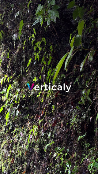 緑生い茂る森の風景