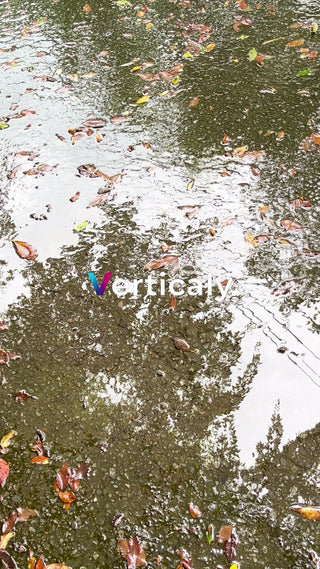 雨上がりの水たまり、葉と反射