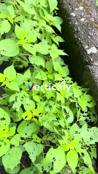 新緑の葉、生命力感じる