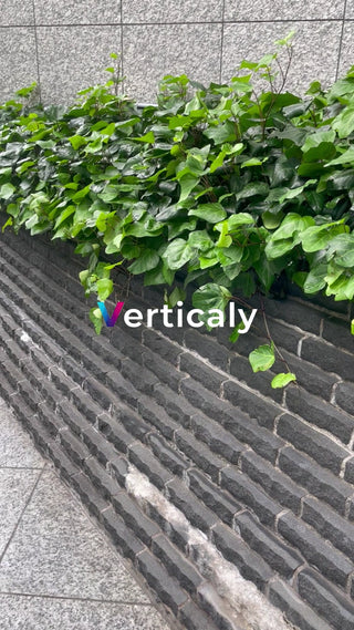 緑の葉、石垣に映える