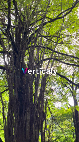 木漏れ日の森林浴