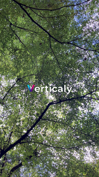 木漏れ日の森林浴