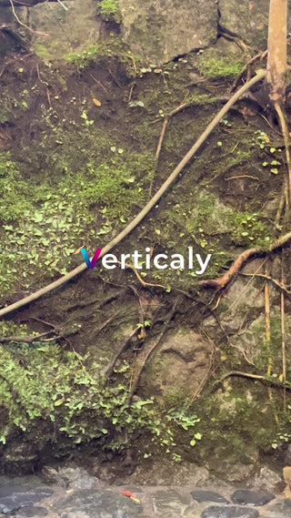 苔むす岩肌、生命力