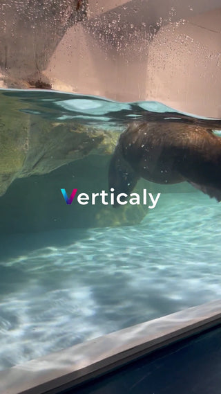 水槽の中で泳ぐオットセイ