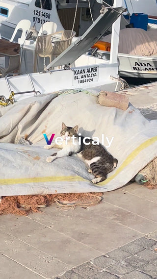 猫が日向ぼっこ、穏やかな午後