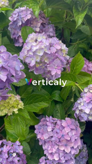 紫陽花、雨粒きらめく