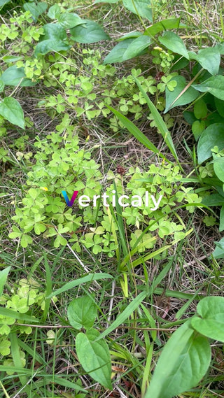 クローバー群生、緑の絨毯