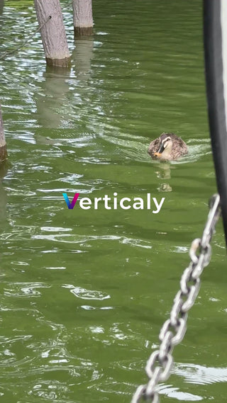 水面を泳ぐ鴨、穏やかな午後